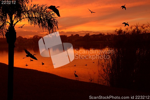 Image of lake full of birds