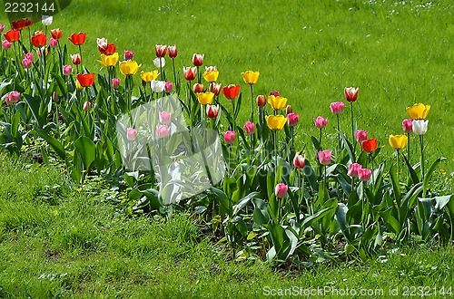 Image of Tulips