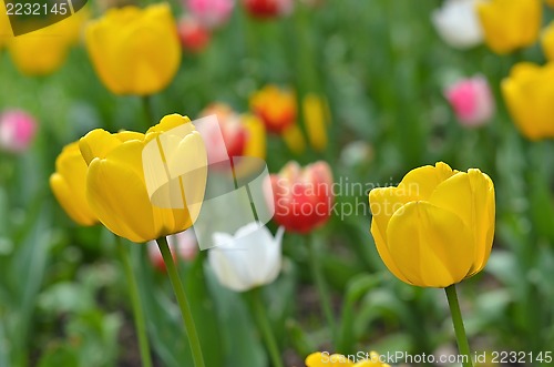 Image of Tulips field