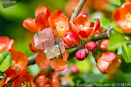 Image of Japanese Quince tree