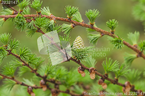 Image of Larch tree detail