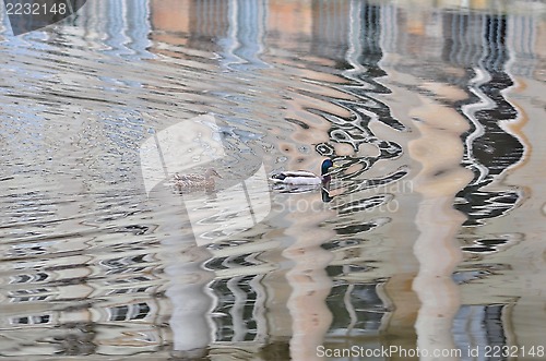 Image of Duck couple on water