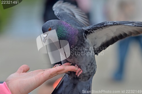 Image of Pigeon on hand