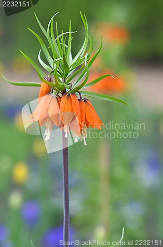 Image of Crown imperial