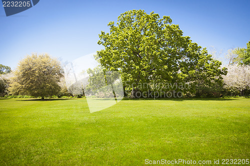 Image of Beautiful Green Grass Field with Blossoming Trees