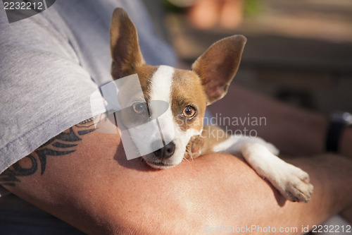 Image of Cute Jack Russell Terrier Look On As Master Holds Her