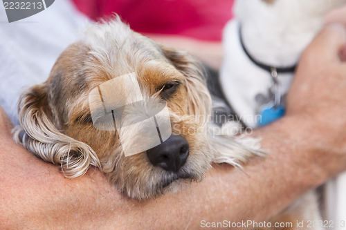 Image of Cute Terrier Puppy Look On As Master Holds Her