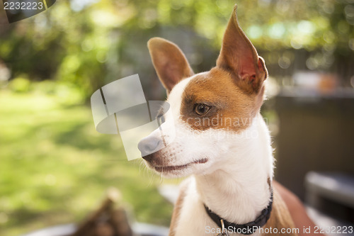 Image of Cute Jack Russell Terrier