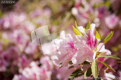 Image of Beautiful Pink Flowers Blooming in Spring