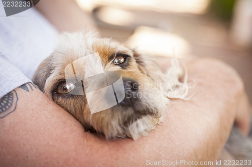 Image of Cute Terrier Puppy Look On As Master Holds Her