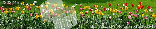 Image of Floral panorama