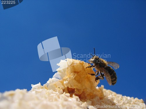 Image of ''Bee lunch 14 ''