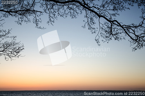 Image of Branch at coast in evening light