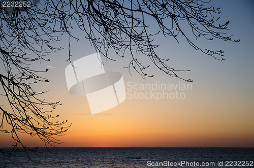 Image of Twigs silhouettes at sunset