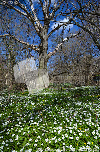 Image of Wood anemones