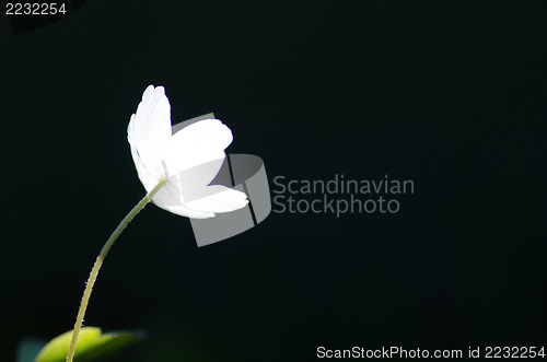 Image of White flower beauty
