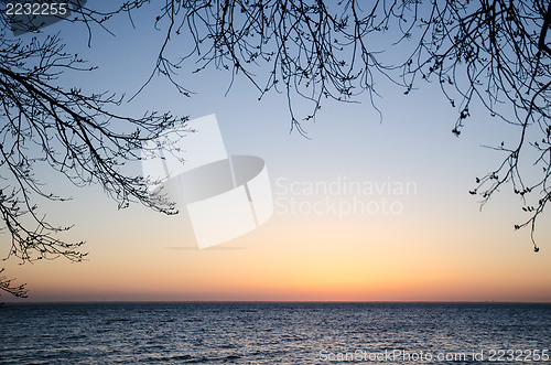 Image of Frame of twigs in evening light