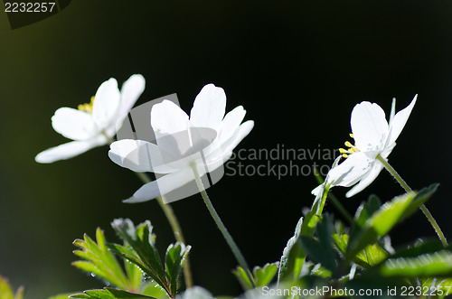 Image of Springflowers closeup