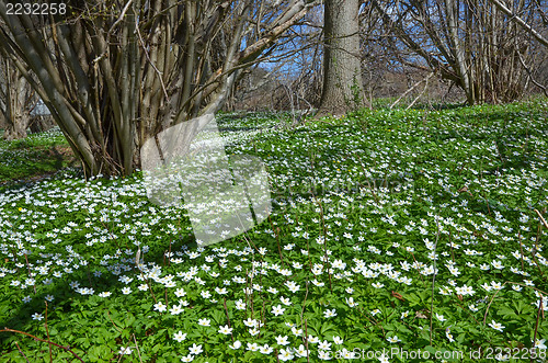 Image of Springtime anemones