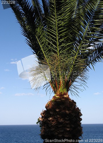 Image of ''Palm tree 1''