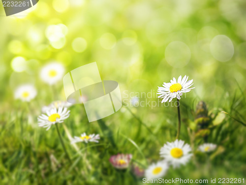 Image of daisy flowers