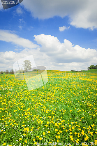 Image of dandelion field