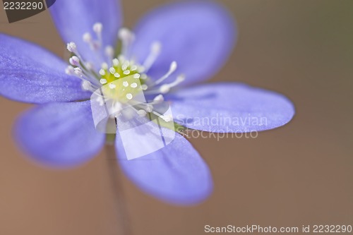 Image of Hepatica Nobilis