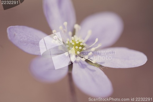 Image of Hepatica Nobilis