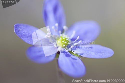 Image of Hepatica Nobilis