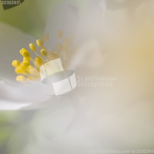 Image of Anemone Nemorosa