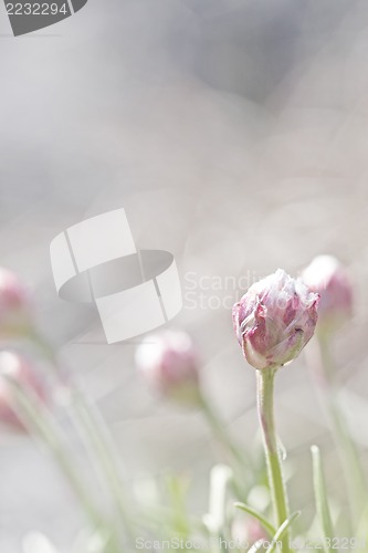 Image of Thrift flower