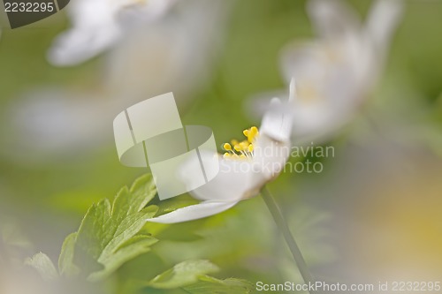 Image of Anemone Nemorosa