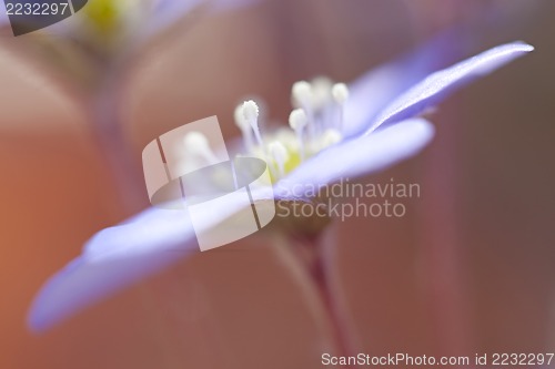 Image of Hepatica Nobilis