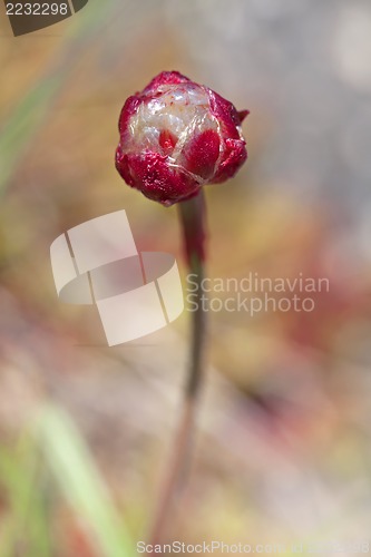 Image of Thrift flower