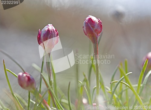 Image of Thrift flower