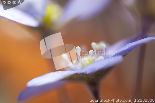 Image of Hepatica Nobilis