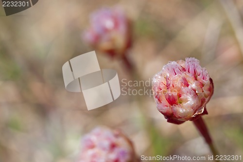 Image of Thrift flower