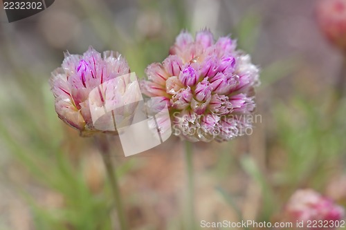 Image of Thrift flower