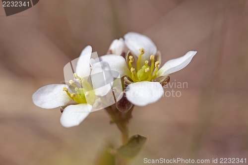 Image of white yarrow flower