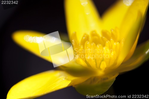 Image of Yellow Marsh Marigold