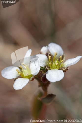 Image of white yarrow flower