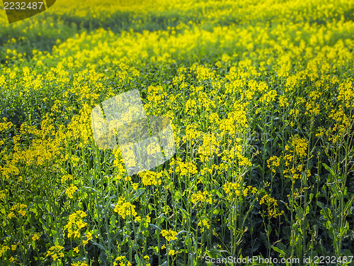 Image of Rape field