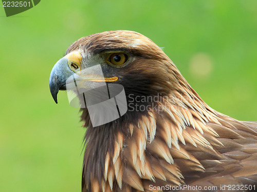 Image of The head of Golden Eagle