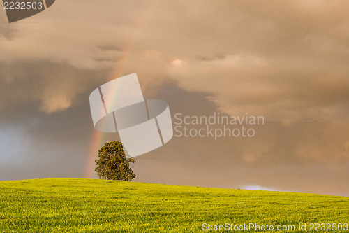 Image of Rainbow on the barley field