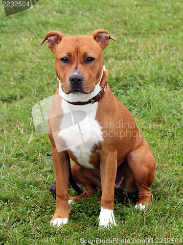 Image of The portrait of American Staffordshire Terrier