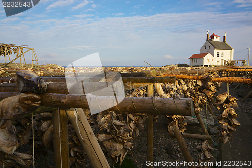 Image of Stock fish by lighthouse