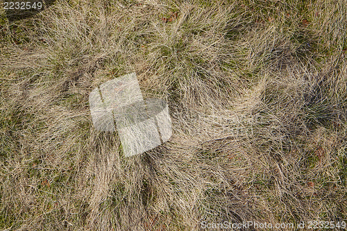 Image of Dry grass