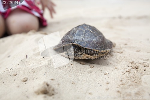 Image of Pet turtle