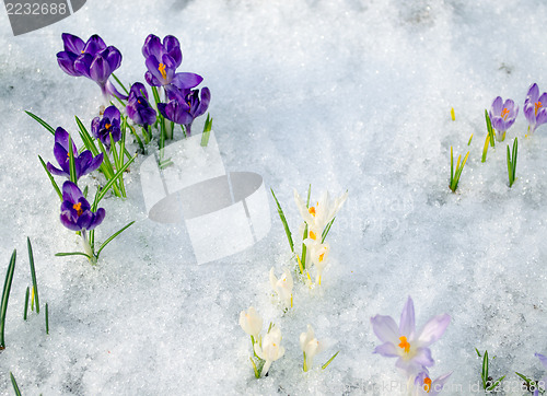 Image of various saffron crocus flower blooms snow spring 