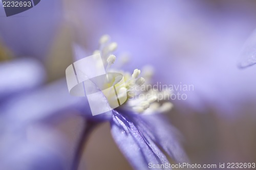 Image of Hepatica Nobilis